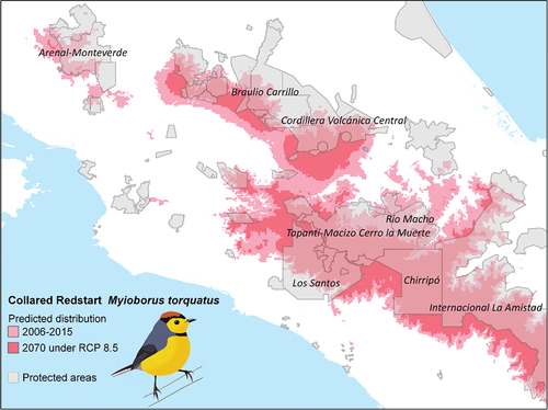 Figure 5. Predicted changes of Collared Redstart Myioborus torquatus distribution in central Costa Rica between 206–2015 and 2070 under severe climate change (RCP 8.5), and how these changes would affect the species’ distribution within protected areas (major protected areas labelled). Bird illustration by A. Wilson.