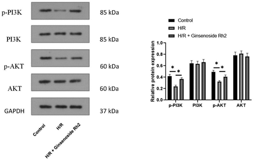 Figure 3. Ginsenoside Rh2 regulates the PI3K/AKT signaling pathway.