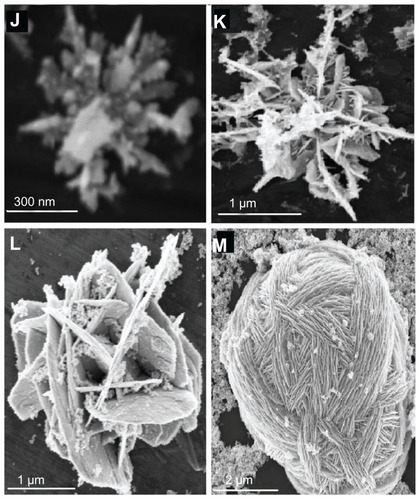 Figure 2 Scanning electron microscopy of flower-like silver nanostructures. (J–M) represent structures prepared by using silver nitrate 2 μM, dextrose 3 mM, sodium hydroxide 0.1 mM, and trisodium citrate 1–6 mM.