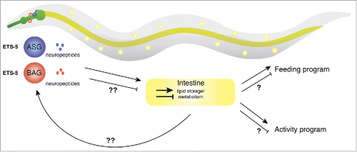 Figure 1. Neuronal regulation of intestinal fat and motor activity in C. elegans. ETS-5 expression in the ASG and BAG neurons controls intestinal fat levels through an unknown mechanism.4 We hypothesize that intestinal fat levels are interpreted by the nervous system to regulate feeding and activity programs. The question marks denote, as yet, unknown brain-intestinal communication processes.