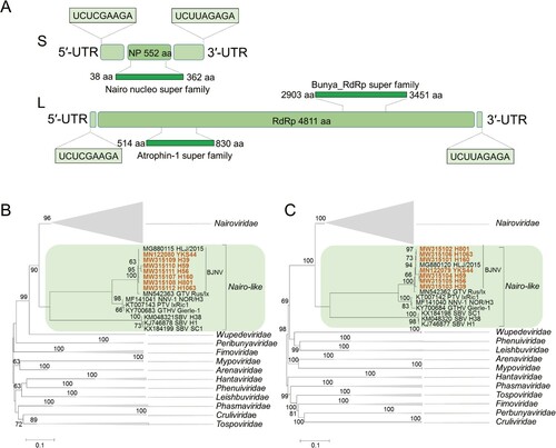 Figure 2. Genome characterization and phylogenetic analysis of BJNV. (A) Schematic genome organization of BJNV. The predicted open reading frames (ORFs) and their super families are shown in boxes; the terminal reverse complementary sequences are indicated (top panel). B, Phylogenetic analysis of BJNV based on the amino acid sequences of the S segment (B), and the L segment (C). The viruses in the order Bunyavirale used for phylogenetic analysis are shown in Table S4. The phylogenetic trees were constructed with the Molecular Evolutionary Genetics Analysis software version 5.0 using the Maximum likelihood method with the Jones-Taylor-Thornton model and complete deletion of gaps. Bootstrap testing of 1000 replicates was performed, and the bootstrap values are indicated. Sequences are identified by their GenBank accession numbers, followed by the virus name and strain. The viruses identified in this study are shown in red. The scale bars in each panel indicate 0.1 substitutions per site. BJNV, Beiji nairovirus; GTV, Gakugsa tick virus; NNV-1, Norway nairovirus 1; PTV, Pustyn virus; GTHV, Grotenhout virus; SBV, South Bay virus.