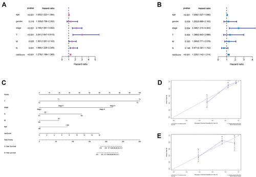 Figure 5 Cox’s proportional hazard model of correlative factors in colon cancer patients. (A) Univariate COX regression analysis for seven clinicopathological parameters affecting the overall survival. (B) Multivariate COX regression analysis for seven clinicopathological parameters affecting the overall survival. (C) An established nomogram to predict colon cancer survival based on cox model. (D and E) Plots displaying the calibration of each model comparing predicted and actual 3- and 5-year overall survival.