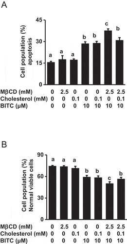 Figure 3. Enhancing effect of MβCD on the BITC-induced apoptotic cell death. HCT-116 cells were pretreated with MβCD (2.5 mM) for 1 h and incubated with or without cholesterol (0.1 mM) for 1 h, followed by the treatment of BITC (10 μM) for 48 h. Apoptosis was detected by an Annexin-V-FLUOS stain kit and analyzed by a Tali™ image-based cytometer. (a) apoptotic cell population (Annexin V positive) and (b) viable cell population (Annexin V negative, propidium iodide negative). All values were expressed as means ± SD of three separate experiments. Different letters above the bars indicate significant differences among the treatments for each condition (p < 0.05).