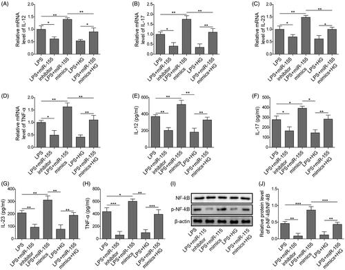 Figure 5. MiR-155 attenuated the regulation of ART on inflammatory factors, and regulated NF-κB signalling pathway in vitro. The expression of IL-12 (A), IL-17 (B), IL-23 (C) and TNF-ɑ (D) were detected by qRT-PCR. The concentrations of IL-12 (E), IL-17 (F), IL-23 (G) and TNF-ɑ (H) in culture supernatants were detected using ELISA assay. (I, J) The NF-κB signalling was detected by western blot. Data were presented as mean ± SD. ns: not significant; *p < 0.05; **p < 0.01; ***p < 0.001.