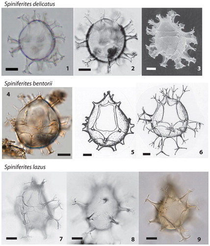 Plate 2. 1−3. Different specimens of Spiniferites delicatus in optical microscopy (1 Photo from AR; Gulf of St. Lawrence. 2 figured in Rochon et al. Citation1999; Western Mediterranean Sea) and scanning electron microscopy (3 figured in Turon & Londeix Citation1988; Western Mediterranean Sea), central body length 38–40 µm. 4−6. Spiniferites bentorii in optical microscopy (4 figured in Limoges et al. Citation2013; Gulf of Mexico) and original drawings (4–5) of the type species by Rossignol (Citation1964) from the Mediterranean Sea, central body length 45 µm (4) and 60 µm (5–6). 7–9. Different specimens of Spiniferites lazus (7–8 figured in Rochon et al. Citation1999; North Sea; 9 photo from NVN, Iceland Plateau, North Atlantic Ocean), central body length 45 µm. All scale bars = 10 µm.