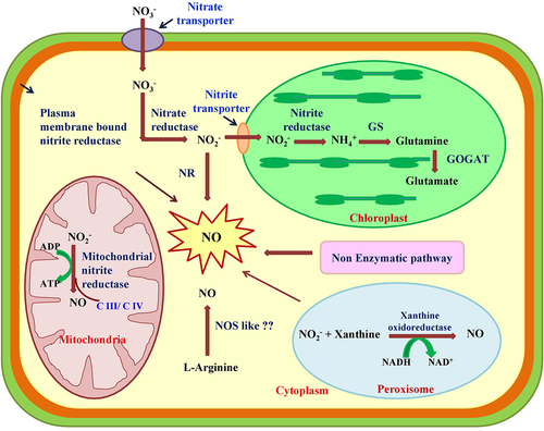 Figure 2. Overview of the biosynthesis of NO in different subcellular compartment of the plant cell. The production of NO from different enzymatic and nonenzymatic pathways includes NOS (nitric oxide synthase) like activity, NR (nitrate reductase), NiR (nitrite reductase) and XOR (xanthine oxidoreductase). L- arginine dependent NOS like activity exist in plant but their function and biochemical nature needs further investigation. NR catalyzes NADPH dependent reduction of nitrate to nitrite which is further reduced to NO. The XOR catalyzes conversion of nitrite to NO by using the NADH or xanthine as a reducing substrate.