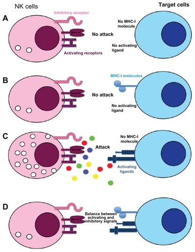 Figure 2 Recognition mechanisms of target cells by NK cells: “missing and induced self” theory. NK cell response is not initiated if neither ligands for NK-activating receptors nor MHC-I are expressed on target cells (A). If inhibitory receptors interact with MHC-I molecules without ligands for activating receptors no cytotoxicity is observed (B), whereas engagement of these receptors in absence of MHC-I molecule induced a strong NK cell response (C). In most cases, NK cell response depends on a balance between inhibitory and activating receptor signaling (D). Normal cells are protected against NK cell cytotoxicity because they usually express MHC-I molecules and no or low level of activating receptor ligands.