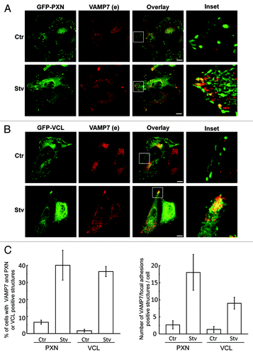 Figure 3. VAMP7-labeled vesicles are localized at the focal adhesions in starvation conditions. Transfected HeLa cells overexpressing pEGFP-PXN (A) or pGFP-VCL (B) were incubated for 4 h in amino acid and serum-free media (Stv) or in full nutrient media (Ctr). Cells were fixed and VAMP7 (red) protein was detected by indirect immunofluorescence. Images were obtained by confocal microscopy. Scale bars: 5 μm. Mean of the Pearson’s coefficient for (A) Ctr: 0.22, Stv: 0.81 (B) Ctr: 0.25, Stv: 0.8. (C) The percentage of cells with VAMP7 and PXN or VCL positive structures (left panel) as well as the number of VAMP7/focal adhesions positive structures per cell (right panel) was determined from images as those displayed in (A and B) and represent the mean ± SEM of two independent experiments. At least 50 cells were counted in each condition.
