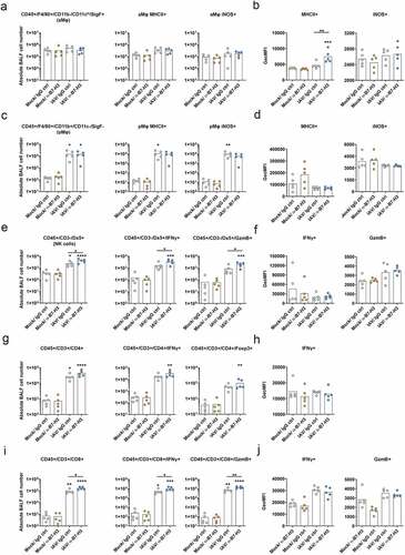 Figure 5. Combined application of oncolytic IAV and B7-H3 ICI results in increased lungrecruitment of activated NK cells and cytotoxic T lymphocytes