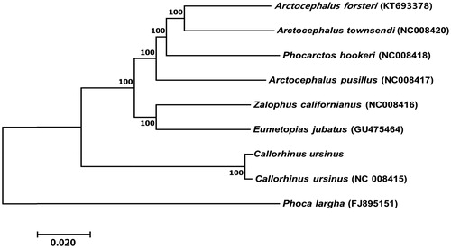 Figure 1. Neighbour-joining tree of seven species of Otariidae based on the concatenated nucleotide sequences of the 13 protein-coding genes from the mitogenomes of each species. Bootstrap values are shown at the nodes. GenBank accession numbers for the sequences are indicated next to species designations.