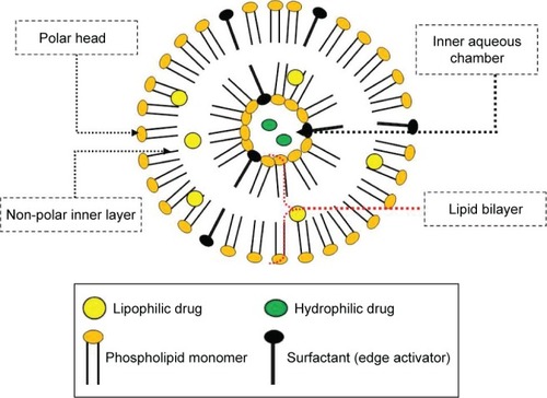Figure 1 Schematic illustration of bilayer elastic liposomes displaying various components and structural morphology.