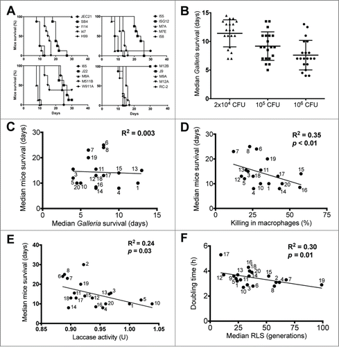 Figure 1. Relationships between different strain-specific characteristics of C. neoformans. (A) Kaplan-Meier survival curves of mice infected with clinical C. neoformans strains divided into 4 arbitrary groups (top left: JEC21, SB4, I114, I47, H99; top right: I55, ISG12, M7A, M7E, I58; bottom left: I65, J22, M8A, M511B, W911A; bottom right: M12B, J9, M9A, M12A, RC-2). (B) Scatter plot of Galleria infected with variable doses of clinical C. neoformans strains (symbols represent the infection dose: triangle = 2×104 CFU, square = 105 CFU, circle = 106). (C) No significant relationship was found between mice and Galleria survival. Symbol legends represent the assigned strain numbers listed in Table 1. Note that strains #2 and #9 were omitted from this comparison because infected mice were sacrificed at day 45 to terminate the study. Strains #12 and #18 are represented by the same symbol because they induced similar survival in mice and Galleria. (D) An inverse correlative relationship was found between mice survival and intracellular killing of C. neoformans strains in macrophages. Strains #2 and #9 were omitted from this comparison. (E) An inverse correlative relationship was found between mice survival and laccase activity of C. neoformans strains. (F) An inverse correlative relationship was found between the doubling time and the median replicative life span of C. neoformans strains. Strains #2 and #9 were omitted from this comparison. Correlation considered when Pearson's correlation coefficient had p < 0.05.