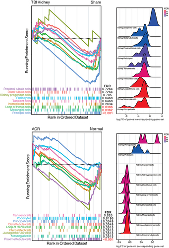 Figure 9 Distribution of 10 kidney cell biomarker gene sets in TBI/Sham or ACR/Normal presented by GSEA and Ridgeplot. GSEA presents the arrangement of each kidney-specific cell biomarker in TBI Kidney/Sham or ACR kidney/Control. False discovery rate (FDR, or q-value) less than 0.05 is marked in red. Ridge plots depict the overall distribution of genes in corresponding gene-set, with negative value representing decreased gene expression within TBI or ACR.