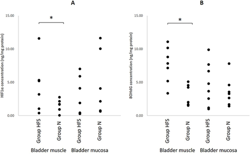 Figure 5 Bladder HIF1α (A) and 8OHdG (B) protein assay. HIF1α and 8OHdG in bladder muscle were significantly increased in HFS diet rats than in normal diet rats. N = 18 in Group N and N = 15 in Group HFS. *P < 0.05 using Mann–Whitney U-test.