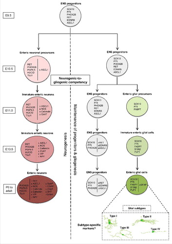 Figure 1. Key cell-specific markers during ENS formation. Enteric NCCs of vagal origin (ENS progenitors) enter the foregut around E9.5 and start to migrate rostrocaudally. Soon after their arrival, a subset of these ENS progenitors starts to differentiate into neurons while the majority is maintained in an undifferentiated and proliferative state. The competency of a subset of ENS progenitors to differentiate into enteric glial cells is only acquired around E11.5. From E15.5 onwards, colonization of the gut is completed but neuronal and glial differentiation continue until birth and during a short postnatal period. Adapted from refs. Citation20, 21.