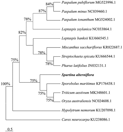 Figure 1. Neighbor-Joining phylogenetic tree based on 15 complete chloroplast genomes.