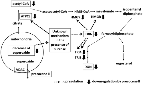 Fig. 5. Hypothetical mode of action of precocene II for inhibiting trichothecene production.