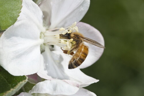 Figure 10. A top-working honey bee visiting an apple flower.