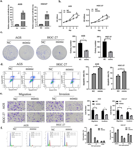 Figure 2. MiR-30c-2-3p suppresses GA cell malignant progression, and promotes apoptosis. a: Overexpression efficiency of miR-30c-2-3p in GA cells. b-c: The impacts of over-expressed miR-30c-2-3p on AGS and HGC-27 cell proliferation. d: The apoptosis rate of GA cells transfected with over-expressed miR-30c-2-3p or NC vectors. e: Migration and invasion of GA cells transfected with over-expressed miR-30c-2-3p or NC vectors (magnification: 100×). f: Cell cycle distribution of AGD and HGC-27 cells following transfection of miR-30c-2-3p mimic or NC. * P < 0.05.