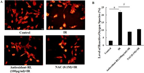 Figure 4. Antioxidant-RL reduces the level of ROS induced by IR injury in H9C2 cardiomyocytes. Antioxidant-RL (100 µg/mL) decreased IR-induced ROS levels in H9C2 cardiomyocytes. *P < 0.05 represents significant difference between IR and control group; #P < 0.05 represents significant difference between antioxidant-RL + IR and IR group.