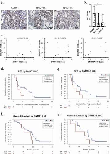 Figure 6. DNMT1 and DNMT3B are associated with progression-free (PFS) and overall survival (OS) of ovarian cancer patients. (a) Examples of DNMT1, DNMT3A and DNMT3B IHC immunostaining in sections from the same recurrent HGSOC tumour (original magnification: 200X). (b) Box plots show medians and 25–75 quartiles of DNMT1, DNMT3A, and DNMT3B IHC scores in recurrent HGSOC tumours (n = 32, Sample/Patient Group 2) before patients received guadecitabine treatment (*P < 0.05). (c) Scatter plots and correlation coefficients of IHC scores between DNMT1 and DNMT3A, DNMT1 and DNMT3B, or DNMT3A and DNMT3B in recurrent HGSOC tumours (n = 32, Sample/Patient Group 2). (d–g) Kaplan-Meier plots of progression-free survival (PFS) (d–e) and overall survival (f–g) by IHC score level (low or high) of DNMT1, or DNMT3B in recurrent HGSOC tumours from patients included in C above, and subsequently treated with a combination of carboplatin and guadecitabine. HR, hazard ratio