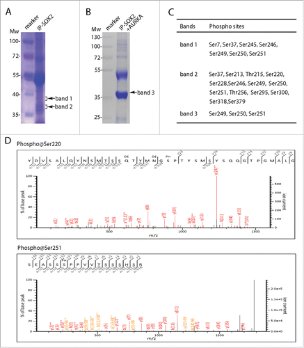 Figure 3. SOX2 was multiple phosphorylated in M phase. (A) SOX2 protein was separated from mitotic PA-1 cells using SOX2 specific antibody. SDS-PAGE separated proteins were stained and extracted for mass spectrometry analysis. (B) Coomassie brilliant blue staining of SOX2 protein in AURKA kinase assay. PA-1 cells were incubated with VX680 (0.5 μM) for 5 hours and then immunoprecipitated using SOX2 specific antibody. SOX2 proteins were subjected to in vitro kinase reaction with AURKA. Reaction products were SDS-PAGE separated and analyzed by mass spectrometry. (C) Confirmed phosphorylation sites in SOX2 proteins from band 1, band 2 in (A), and band 3 in (B). (D) Two representative spectrums of SOX2 phosphorylations on sites Ser220 and Ser251.