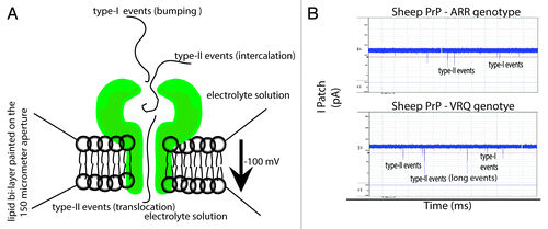 Figure 1. Representation and documentation of Type I and Type II events through nanopore analysis. (A) Cartoon representation of the interaction between the pore and protein of interest that lead to Type I and Type II (intercalation or translocation events). (B) Raw data from the current project illustrating Type I and Type II events.
