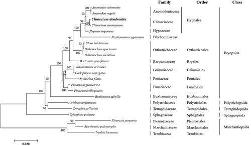 Figure 1. Phylogenetic position of Climacium dendroides determined by maximum likelihood analysis based on 33 protein coding genes common in all taxa. A bootstrap values above 50% are indicated at each node. Sequences from Marchantiopsida were used as outgroup. GenBank accession numbers of mitogenomes used are Anomodon attenuatus (NC_021931), Anomodon rugelii (NC_016121), Atrichum angustatum (NC_024520), Bartramia pomiformis (NC_024519), Buxbaumia aphylla (NC_024518), Climacium americanum (NC_024515), Codriophorus laevigatus (NC_025931), Funaria hygrometrica (NC_024523), Hypnum imponens (NC_024516), Marchantia polymorpha (NC_001660), Orthotrichum speciosum (NC_026121), Orthotrichum stellatum (NC_024522), Physcomitrella patens (NC_007945), Pleurozia purpurea (NC_013444), Ptychomnion cygnisetum (NC_024514), Racomitrium ericoides (NC_026540), Sphagnum palustre (NC_024521), Syntrichia filaris (KP984758), Tetraphis pellucida (NC_024290), Treubia lacunosa (NC_016122), and Ulota hutchinsiae (NC_024517).