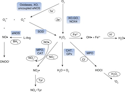Figure 1 Formation of reactive oxygen species (ROS) in vascular cells. The reduction of oxygen (O2) by one electron leads to the formation of superoxide anion (O2•−), which can be either dismutated to hydrogen peroxide (H2O2) spontaneously or in a reaction catalyzed by superoxide dismutase (SOD). Nitric oxide (NO•) is produced by endothelial nitric oxide synthase (eNOS) from L-arginine (L-Arg) and tetrahydrobiopterin. O2•− and NO• react spontaneously with each other to form peroxynitrite (ONOO−). H2O2 can also be generated directly from oxygen by some vascular oxidases, such as xanthine oxidase (XO), glucose oxidase (GO) and NOX4-containing NADPH-oxidases (NOX4). H2O2 can be scavenged by catalase (CAT) or glutathione peroxidase (GPx) to form water and oxygen or can undergo non-enzymatic reactions to generate the hydroxyl radical (OH•) in the metal-catalyzed Haber-Weiss or Fenton reaction. OH• may be protonated to the hydroperoxyl radical. Ferrous-containing enzymes, such as myeloperoxidase (MPO) are activated by H2O2 to form a highly reactive radical that can oxidize NO• to nitrogen dioxide anion (NO2−) and react with NO2− to form nitrogen dioxide radical (NO2•). NO2• can, in turn, participate in nitrating events, such as the formation of nitrotyrosines (NO2-Tyr). Alternatively, MPO can use H2O2 to form hypochlorous acid (HOCl). Singlet oxygen (1O2) is formed upon the reaction of HOCl with H2O2.