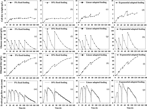 Figure 1. Changes in cell dry weight (a-d), glucose content (e-h), ethanol titer (i-l), and evolved gas flow rate (m-p) from 5% fixed (circle), 10% fixed (triangle), linear adapted (square), and exponential adapted (diamond) feeding strategies.