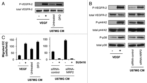 Figure 5 Repression of NRP2 in tumor cells increases EC VEGFR-2 activation and migration. (A) Western blot showing phosphorylation of VEGFR-2 (Tyr1175) and total VEGFR-2 in HUVEC stimulated with either VEGF or CM form U87MG cells either left untreated or treated with DFO for 24 h. (B) Western blot showing phosphorylation of VEGFR-2 (Tyr1175), p44/42 MAPK (Thr202/Tyr204), p38 MAPK (Thr180/Tyr182) and total VEGFR-2, p44/42 MAPK and p38 MAPK in HUVEC stimulated with either VEGF or CM from U87MG cells transfected with control or a pool of 4 NRP2 siRNAs for 48 h. (C) Transwell cell migration of HUVEC. Media containing VEGF or CM isolated from U87MG cells either left untreated or treated with DFO for 24 h (left) or CM from U87MG cells transfected with either control or a pool of 4 NRP2 siRNAs for 48 h (right) were added to the lower wells. When indicated, SU5416 was added to the lower wells.