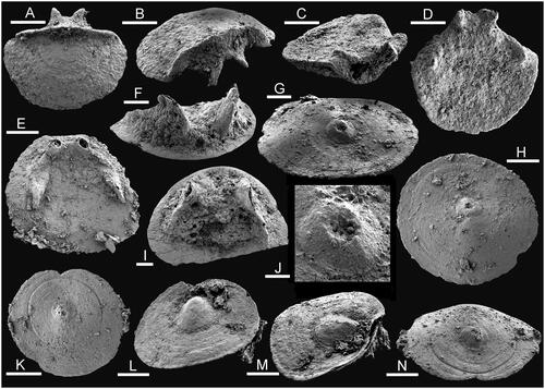 Figure 6. Hyolith opercula from the Bystraya Formation, sample У2, Uslon section, Georgievka, eastern Transbaikalia. A–D, Parkula bounites Bengtson in Bengtson et al., Citation1990. A, B, PMU 39304. C, D, PMU 39305. E, Neogloborilus cf. spinatus (Qian & Xiao, Citation1984), PMU 39306. F, I, Neogloborilus applanatus Qian & Zhang, Citation1983, PMU 39307. G, H, J, K, N, Conotheca mammilata Missarzhevsky in Rozanov et al., Citation1969. G, H, J, PMU 39308. J, detail of apex. K, N, PMU 39309. L, M, Operculum 3, PMU 39310. Scale bars: 100 µm, except G (50 µm) and J (20 µm).