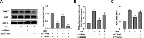 Figure 6 Inhibition of PI3K/AKT reversed the effects of TRIM8 knockdown on attenuating oxidative stress in HK-2 cells. The HK-2 cells were treated with LY294002 (PI3K inhibitor, 20μM) and then exposed to H/R. (A) The inhibition effect of LY294002 was confirmed by the protein expression of AKT, p-AKT using Western-blot analysis in diverse treatment. (B and C) Effects of LY294002 on the production of ROS and H2O2. All results are from three independent experiments. Data are presented as mean +SD. *P < 0.05, relative to control group; #P < 0.05, relative to the H/R group; and P< 0.05, relative to the H/R + si-TRIM8 group.