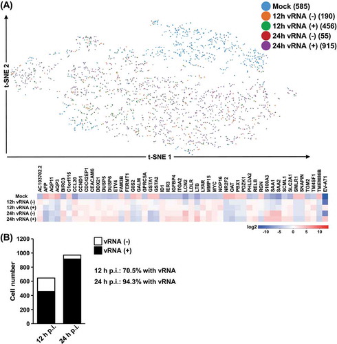 Figure 3. Sub-group expression profiles of EV-A71 vRNA. (A) Further sub-grouping of the cells was done based on both the presence of EV71 RNA expression (vRNA) as well as the infection time points (12 vs. 24 hrs), and labelled accordingly in the t-SNE plot. Heatmap representation depicts the genes differentially expressed between the indicated comparisons. Colours correspond the extent of the differential expression, based on the colour scale on the bottom. (B) The numbers of cells positively detected with EV-A71 vRNA in the infection cultures