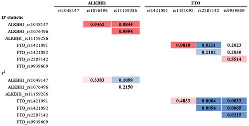 Figure 1 The D’ and r2 for linkage disequilibrium evaluation of FTO SNPs and ALKBH1 SNPs.