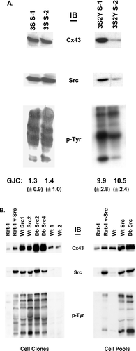 Figure 3 Expression levels of Cx43, Src, and tyrosine phosphorylated proteins in Cx43 KO cell clones and cell pools. Immunoblotting analysis (IB) of equal amounts of protein from whole cell lysates was used to measure the relative levels of the Cx43, Src, or tyrosine phosphorylated proteins. (A) Cx43 KO cell clones expressing Cx43 mutants and v-Src (3S S-1 and 3S S-2 express Cx43S255/279/282A and v-Src, and 3S2Y S-1 and 3S2Y S-2 express Cx43S255/279/282A, Y247/265F and v-Src). Levels of GJC for the clones are indicated below the lanes. (B) cell clones, Wt Src1, and Wt Src2 (Cx43wt and v-Src), Db Src2, Db Src4 (Cx43Y247/265F and v-Src), and control clones, Wt 1 and Wt 2 (Cx43wt without v-Src). Cell pools, Wt, Wt Src, and Db Src. Rat-1 and Rat-1 v-Src fibroblasts were used as controls.