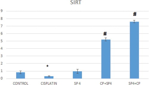 Figure 10. Effects of pre- and post-treatment with spirulina 1400 mg/kg orally once daily for 21 days on the mRNA levels SIRT in kidney of cisplatin-injected rats.* compared to normal group# compared to Cp group.