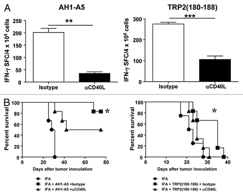 Figure 2. Antitumor CD8+ T-cell responses induced by potent peptide vaccines are dependent on CD40L. (A) BALB/c or C57BL/6 mice (n = 3/group) were immunized subcutaneously with 100 μg of AH1-A5 or TRP2180–188 peptide, respectively. In both cases, mice also received 0.25 mg anti-CD40L or isotype control antibodies by i.p. injection at days −2, 0, and +2 relative to the day of immunization. Ten days later, splenocytes were stimulated with the corresponding peptide and T-cell responses were measured using an IFNγ ELISPOT assay. Results correspond to the difference between antigen-stimulated and unstimulated cells in each group. Data are representative of at least 2 independent experiments. Statistical analyses were performed by Mann–Whitney U tests; ** P < 0.01, ***; P < 0.0001. (B) Mice (n = 6) vaccinated as above were challenged with CT26 or B16-OVA tumor cells 10 d after vaccination. Animal survival was monitored twice per week. Survival curves were plotted according to the Kaplan–Meier method and the log-rank test was used to measure statistical significance; * P < 0.05.