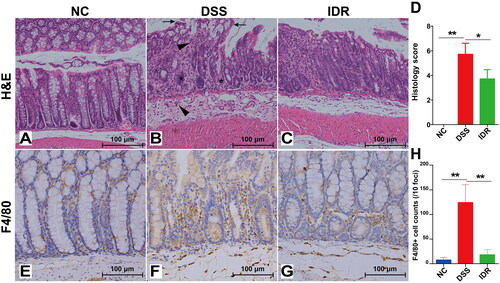 Figure 2. Indirubin treatment alleviates histological damage and macrophage infiltration of colonic tissue in mice. (A–C) Effect of indirubin (20 mg/kg) on colonic histological observations in DSS-treated mice. The representative images of colonic H&E staining were shown. (D) The histological score was calculated by a semi-quantitative grading method. Data are presented as Mean ± SD (n = 7). *P < 0.05, **P < 0.01 compared to the DSS group. (E-G) Effect of indirubin (20 mg/kg) treatment on macrophage infiltration. The representative images with immunohistochemical staining of F4/80 followed by hematoxylin counterstaining were shown. (H) The macrophages per 10 foci were counted. Data are presented as Mean ± SD (n = 7). *P < 0.05, **P < 0.01 compared to the DSS group.