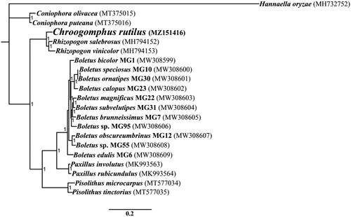 Figure 1. Bayesian phylogenetic analysis of 20 Boletales species based on the combined 14 core protein-coding genes. Accession numbers of mitochondrial sequences used in the phylogenetic analysis are listed in brackets after species.