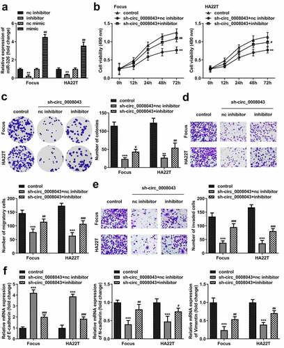 Figure 7. Circ_0008043 plays a tumor-promoting role in HCC by sponging miR-326. (a) MiR-326 expression was examined using qPCR following transfection with inhibitor or mimic. (b) MTT and (c) colony formation assays were conducted to evaluate cell proliferation. (d) Cell migration and (e) invasion were assessed using transwell assay. (f) qPCR was utilized to measure E-cadherin, N-cadherin, and vimentin expression. **P < 0.01. ***P < 0.001. #P < 0.05. ##P < 0.01. ###P < 0.001.