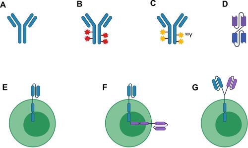 Figure 1 Legend: Simplified schema depicting current therapies targeting CD22 in B-cell malignancies. (A) Naked antibody; (B) Antibody-drug conjugate; (C) Radioimmunoconjugate; (D) Bispecific antibody/bispecific T-cell engager; (E) Chimeric antigen receptor (CAR)-T cell; (F) Bispecific CAR-T cell; (G) Tandem bispecific CAR-T cell. Abbreviations: 90Y, Yttrium-90. Figure created with BioRender.com.