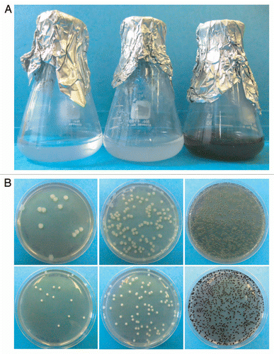 Figure 3 Effect of cell density on melanization. (A) C. neoformans strain JEC 21 was grown overnight in chemically defined minimal medium and concentrated before adding L-DOPA. Flasks were photographed after overnight incubation with L-DOPA. Cell densities of the cultures before adding L-DOPA were 6.6 × 105, 4.6 × 106 and 3.6 × 107 CFU/ml. (B) L-DOPA agar was inoculated with 12, 135 or 1,250 CFUs of C. neoformans strain JEC 21 (top) or 14, 90 and 1,400 CFU of strain H99 (bottom) and incubated seven days at 30°C.
