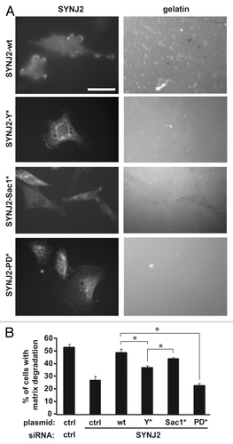 Figure 6. Src-dependent stimulation of SYNJ2 5′-phosphatase activity regulates invadopodia formation. (A) Representative micrographs showing reconstitution of depleted endogenous SYNJ2 from SNB19 cells with either wild-type or mutant versions of SYNJ2 (left panels) and cell-associated matrix degradation (right panels). SNB19 cells were first transfected with an siRNA that targets the SYNJ2 3′ UTR and the next day transfected with the indicated plasmids. Control cells were similarly transfected with control siRNA (targeting luciferase) and a pcDNA-Myc plasmid. Two days after transfection, cells were plated on FITC-gelatin-coated coverslips and fixed 21 h later to assay invadopodia formation, as described in Materials and Methods. (B) Quantification of invadopodia formation. For each experiment and condition, the means were determined for at least 10 fields comprising a total of at least 25 cells. Data shown are the average values (± SEM) obtained from at least three independent experiments (*, p < 0.05, two-tailed t-test).