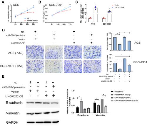 Figure 4 LINC01232 promotes proliferation, migration and EMT by sponging miR-506-5p in gastric cancer cells. (A) The effect of miR-506-5p on the proliferation of AGS cells was analyzed using CCK8 assay, **P<0.01. (B) The effect of miR-506-5p on the proliferation of SGC-7901 cells was analyzed using CCK8 assay, *P<0.05, **P<0.01. (C) The expression of LINC01232 in AGS and SGC-7901 cells after transfected with LINC01232 overexpressing vector plasmids was tested by qRT-PCR, **P<0.01. (D) The effect of LINC01232 and miR-506-5p on the migration ability of AGS and SGC-7901 cells was detected by transwell assays, *P<0.05, **P<0.01. (E) The effect of LINC01232 and miR-506-5p on the expression of E-cadherin and vimentin of AGS and SGC-7901 cells was detected by Western blotting, *P<0.05, **P<0.01.