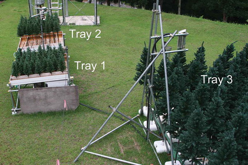 Figure 1. Arrangement of Trays 1, 2 and 3 before thinning. Note that Tray 1 and Tray 2 were inclined so rainwater drained. In Trays 1 and 2, the height difference between the front right corner and far left corner where the drains were made was ~10 cm