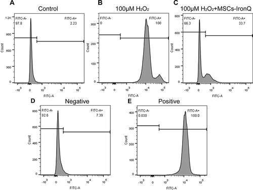 Figure 4 Pretreated MSCs with IronQ hindered H2O2-mediated intracellular ROS accumulation in SH-SY5Y cells. (A–E) The fluorescence intensity of intracellular ROS was quantified using flow cytometry.