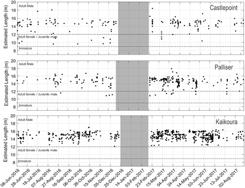 Figure 6. Body length estimates per day at the Castlepoint (top panel), Palliser (middle panel) and Kaikoura (bottom panel) locations. The data gap between the end of December 2016 and the end of February 2017 correspond to the period during which the recorders were not deployed. Estimated lengths are reported using Gordon’s equation for IPIs < 4 ms and Growcott’s equation for IPIs > 4 ms. Dashed lines indicate the hypothetical sex and sexual maturity as described in Caruso et al. (Citation2015).