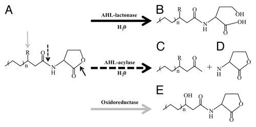 Figure 6. Schematic representation of the enzymatic reactions of various quorum-sensing signal degradation and modification enzymes. AHL signal inactivation, where R represents either a 3-oxo substituent or absence of substitution, is shown. (A) AHL family, (B) acyl-homoserine, (C) fatty acid, (D) homoserine lactone, (E) 3-hydroxy AHL.