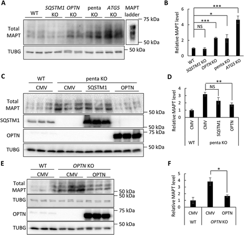 Figure 1. OPTN targets soluble MAPT species in vitro. (a) Representative western blot image of total MAPT levels in wild-type (WT), SQSTM1 KO, OPTN KO, penta KO, and ATG5 KO HeLa cells. (b) Quantitative analysis of the sum of all MAPT bands in (a). (c) Representative western blot image of total MAPT levels in penta KO HeLa cells transfected with empty vector (CMV), or plasmids encoding SQSTM1, or OPTN. SQSTM1 and OPTN overexpression was confirmed using their respective antibodies. (d) Quantitative analyses of the sum of all MAPT bands in (c) showing rescue of increased total MAPT in penta KO cells by OPTN but not SQSTM1. (e) Representative western blot image of total MAPT levels in OPTN KO HeLa cells transfected with empty vector (CMV) or a plasmid encoding OPTN. Western blots images show that total MAPT level is rescued by re-introducing OPTN in OPTN KO cells. (f) Quantification of the sum of all MAPT bands in (e) showing the rescue of MAPT clearance by re-introducing OPTN in penta KO cells. HeLa cells transfected with empty vector was used as a control in transfection studies. TUBG was used as a loading control in all western blot analyses. The total MAPT antibody was from DAKO. Data are presented as relative levels of protein:TUBG and expressed as mean ± SEM (n = 3 of 3 experiments). NS, non-significant; *P ≤ 0.05; **P ≤ 0.01; ***P ≤ 0.001.